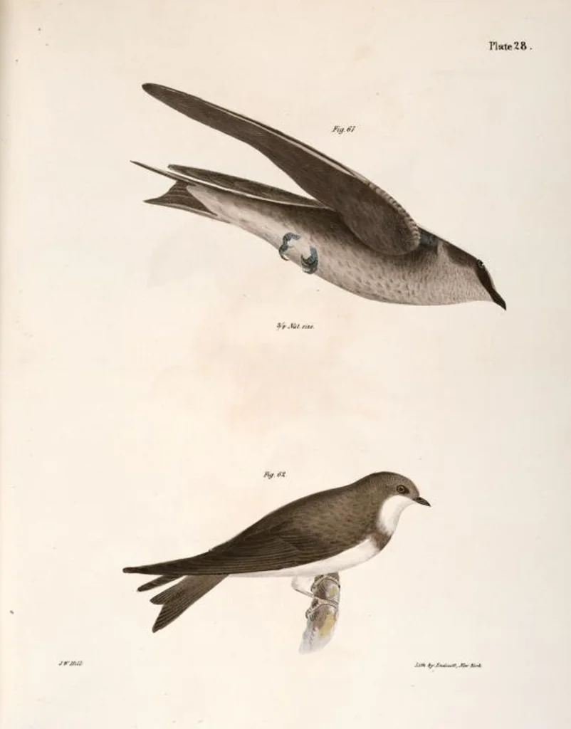 An illustration from Zoology of New York; or, The New York fauna [Series: Natural history of New York], 1842, leaf 63