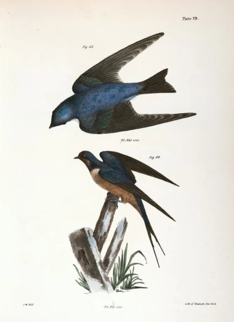 An illustration from Zoology of New York; or, The New York fauna [Series: Natural history of New York], 1842, leaf 64