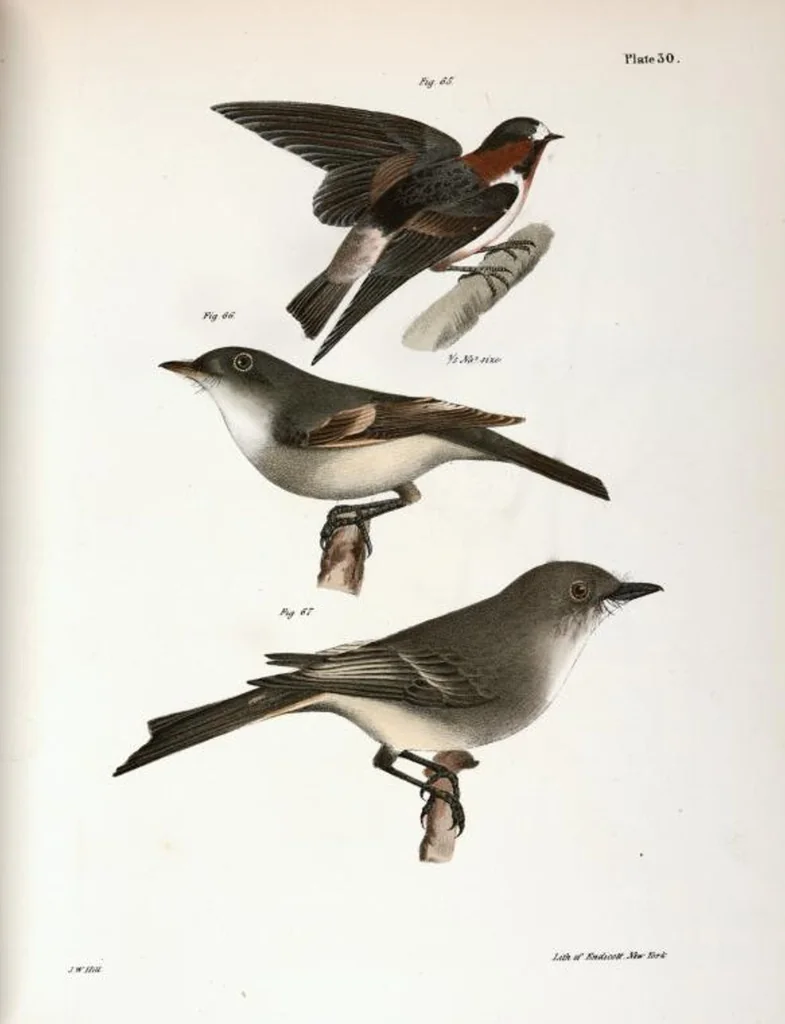 An illustration from Zoology of New York; or, The New York fauna [Series: Natural history of New York], 1842, leaf 65