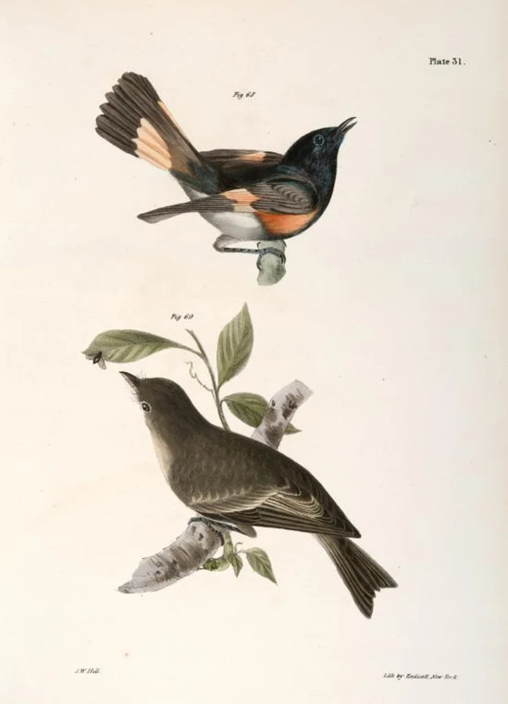 An illustration from Zoology of New York; or, The New York fauna [Series: Natural history of New York], 1842, leaf 66