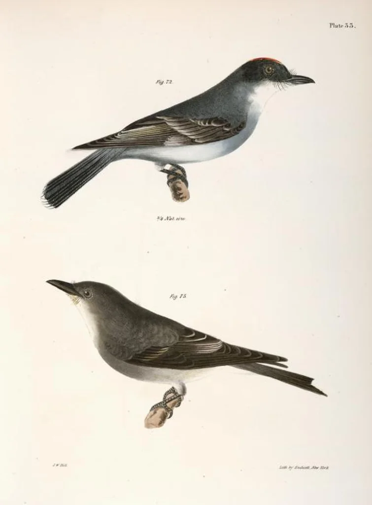 An illustration from Zoology of New York; or, The New York fauna [Series: Natural history of New York], 1842, leaf 68