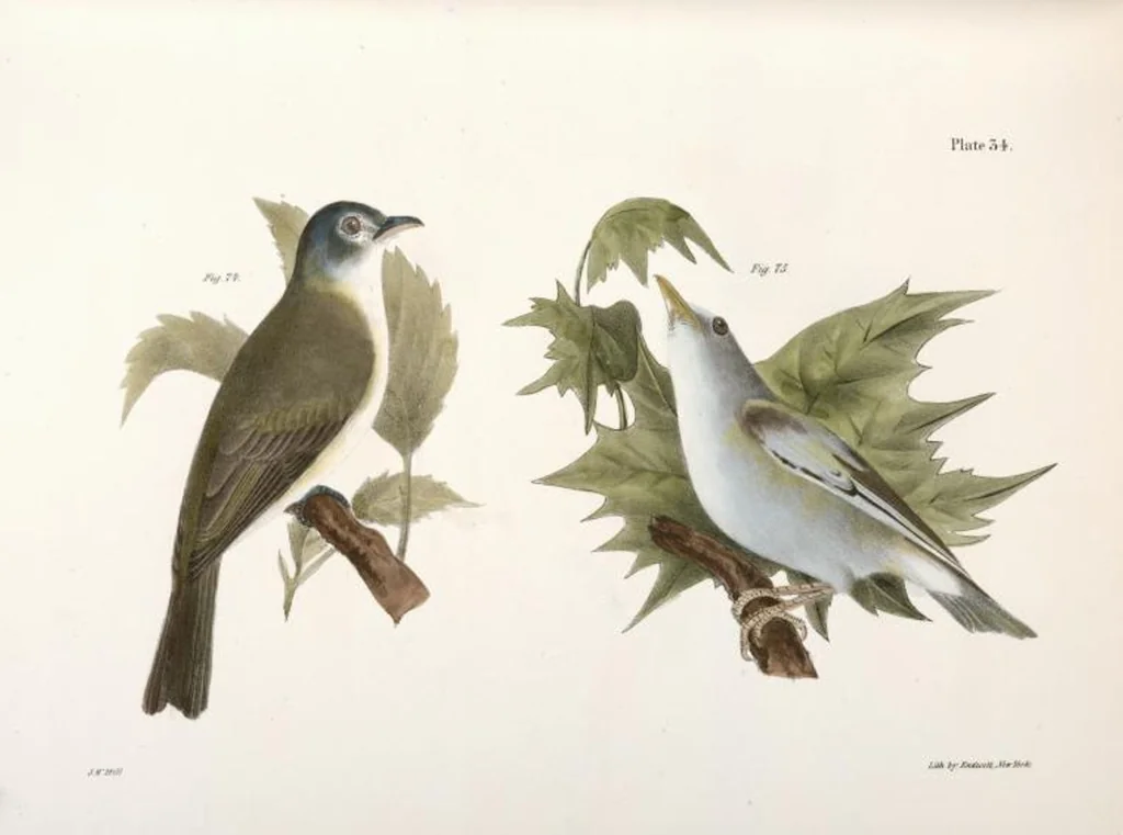 An illustration from Zoology of New York; or, The New York fauna [Series: Natural history of New York], 1842, leaf 69