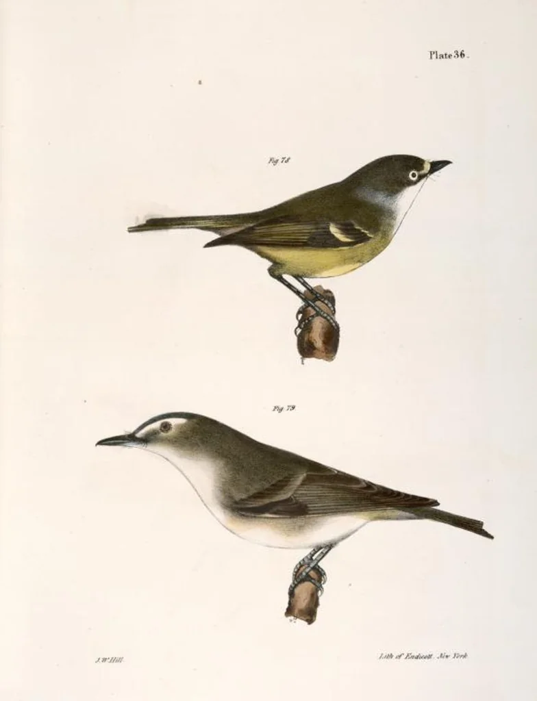 An illustration from Zoology of New York; or, The New York fauna [Series: Natural history of New York], 1842, leaf 71