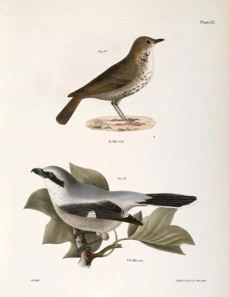 An illustration from Zoology of New York; or, The New York fauna [Series: Natural history of New York], 1842, leaf 72