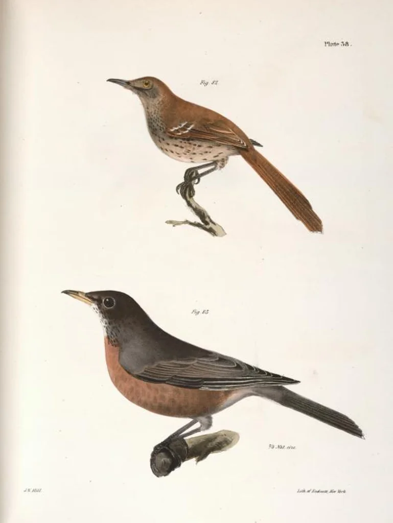 An illustration from Zoology of New York; or, The New York fauna [Series: Natural history of New York], 1842, leaf 73