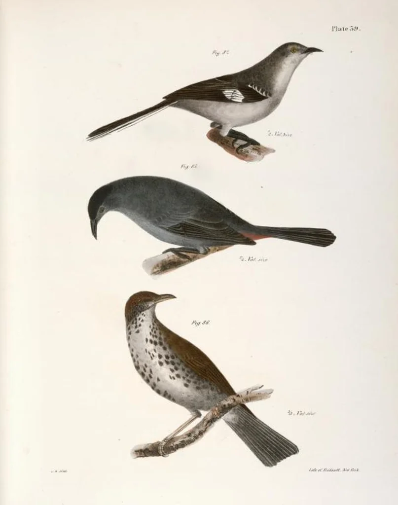 An illustration from Zoology of New York; or, The New York fauna [Series: Natural history of New York], 1842, leaf 74