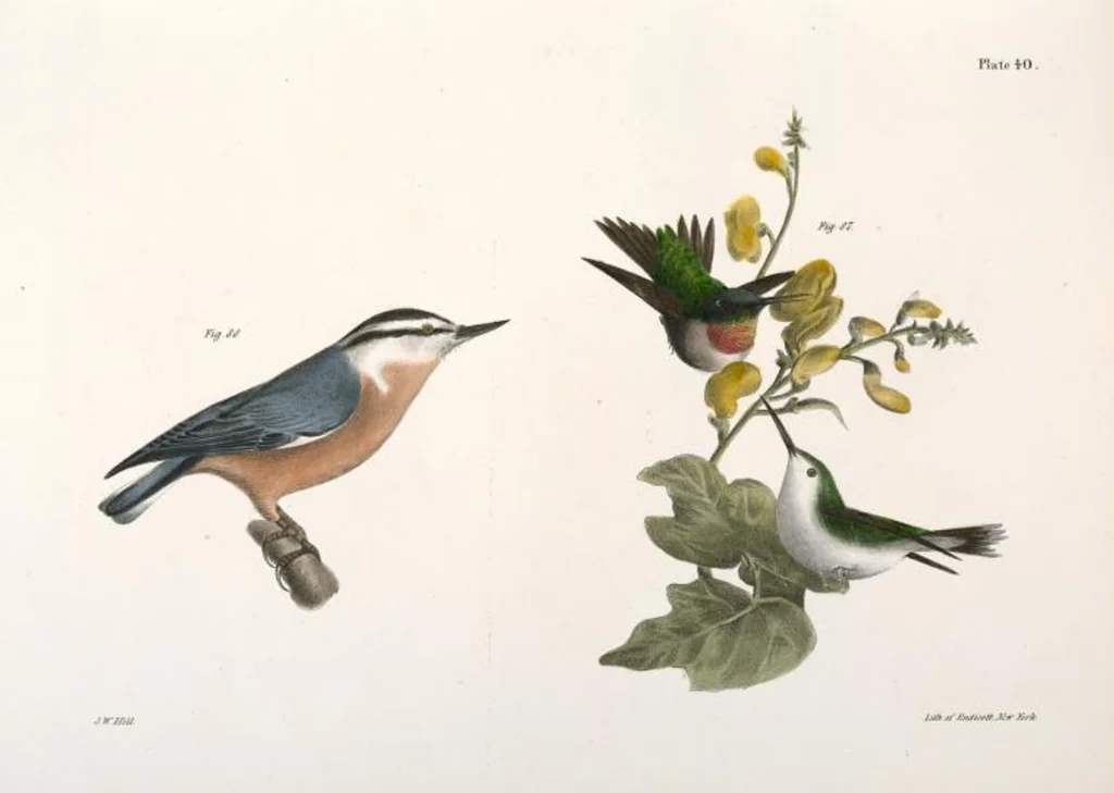 An illustration from Zoology of New York; or, The New York fauna [Series: Natural history of New York], 1842, leaf 75