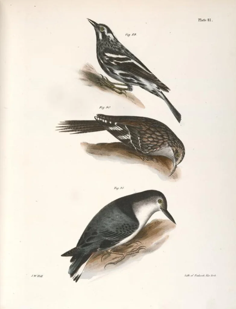 An illustration from Zoology of New York; or, The New York fauna [Series: Natural history of New York], 1842, leaf 76