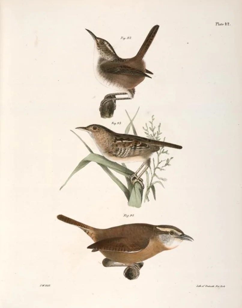 An illustration from Zoology of New York; or, The New York fauna [Series: Natural history of New York], 1842, leaf 77