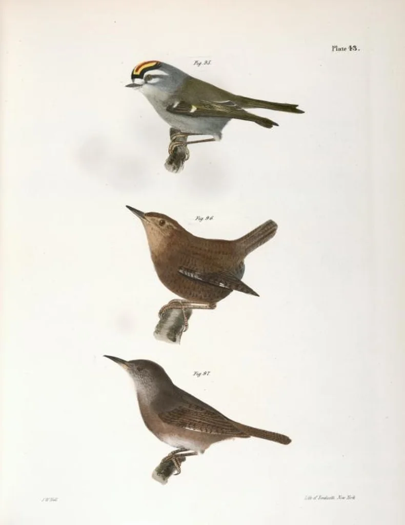 An illustration from Zoology of New York; or, The New York fauna [Series: Natural history of New York], 1842, leaf 78