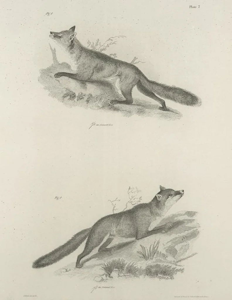 An illustration from Zoology of New York; or, The New York fauna [Series: Natural history of New York], 1842, leaf 8