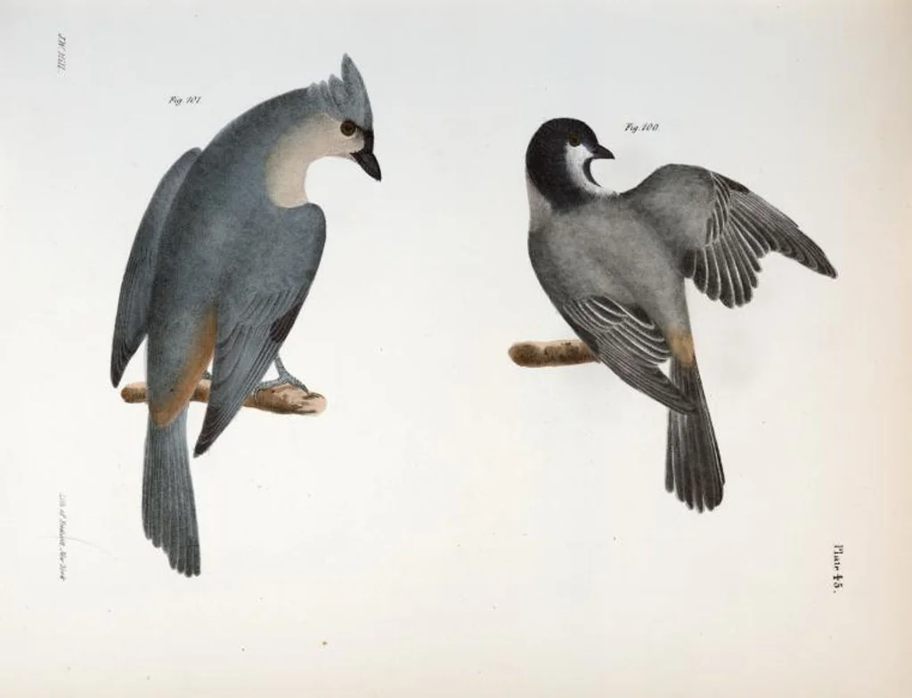 An illustration from Zoology of New York; or, The New York fauna [Series: Natural history of New York], 1842, leaf 80