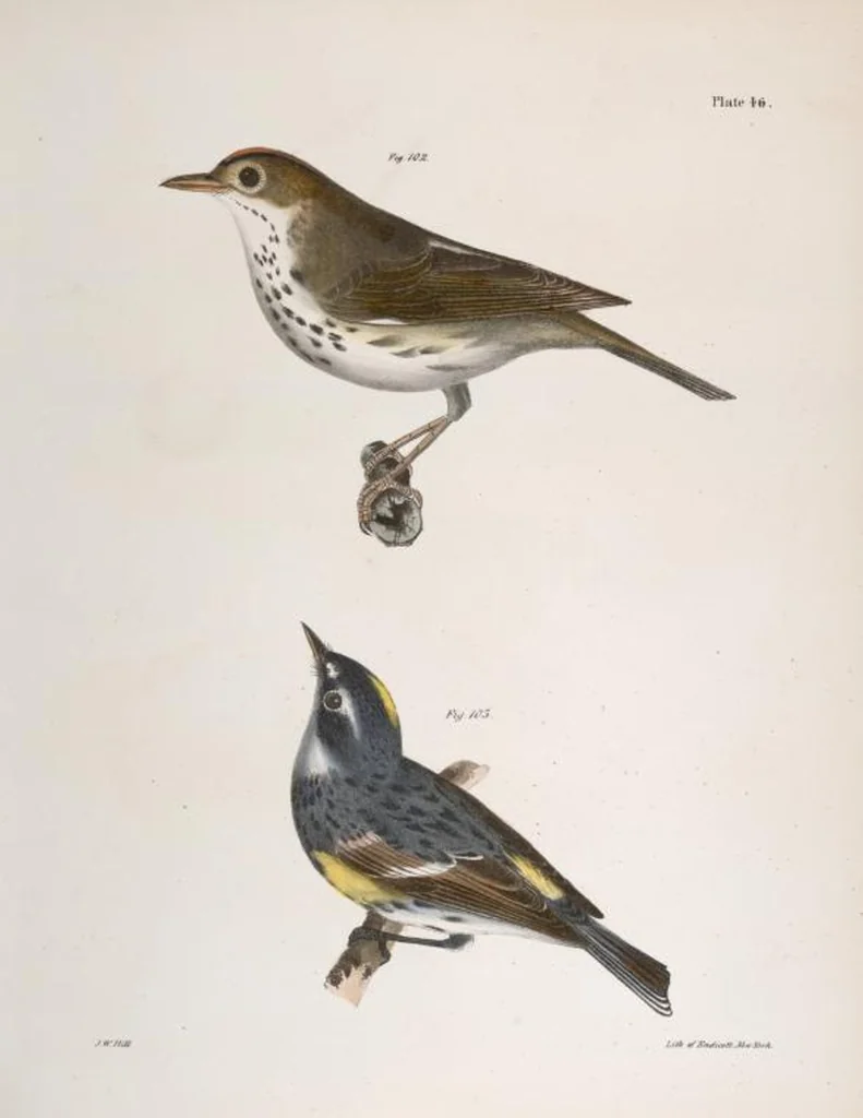 An illustration from Zoology of New York; or, The New York fauna [Series: Natural history of New York], 1842, leaf 81
