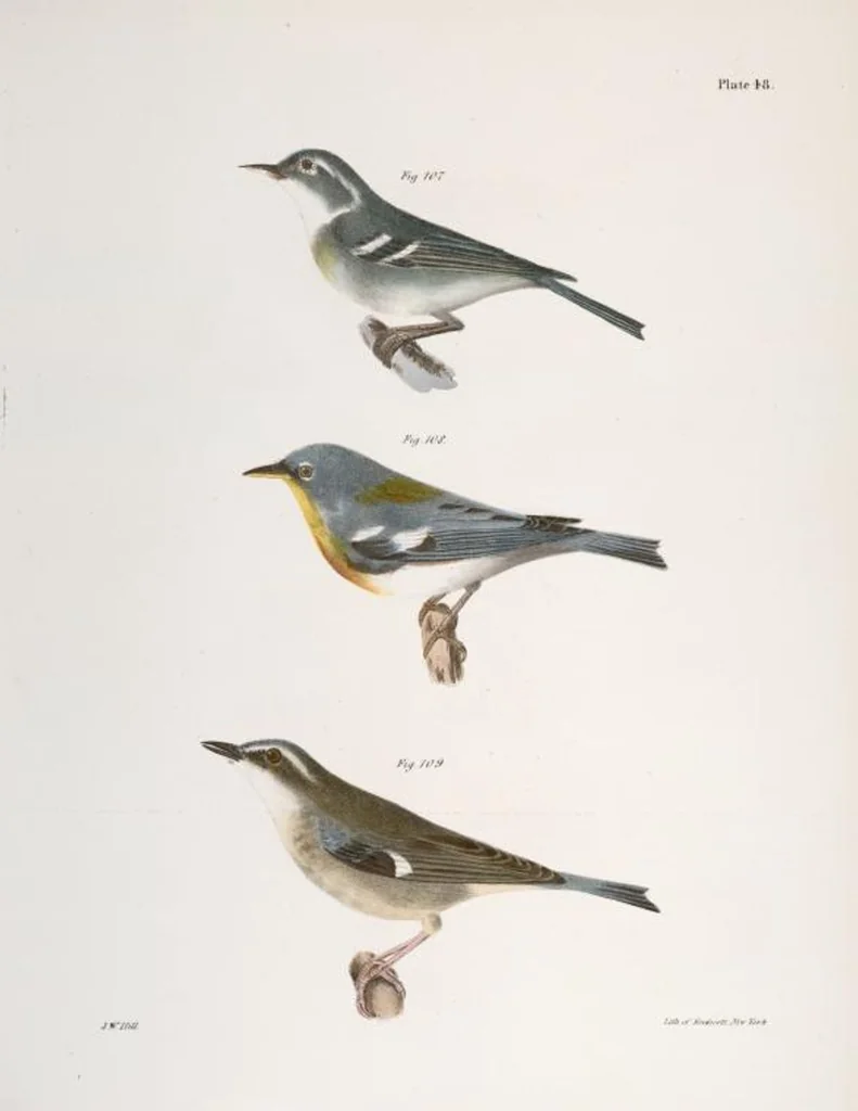An illustration from Zoology of New York; or, The New York fauna [Series: Natural history of New York], 1842, leaf 83