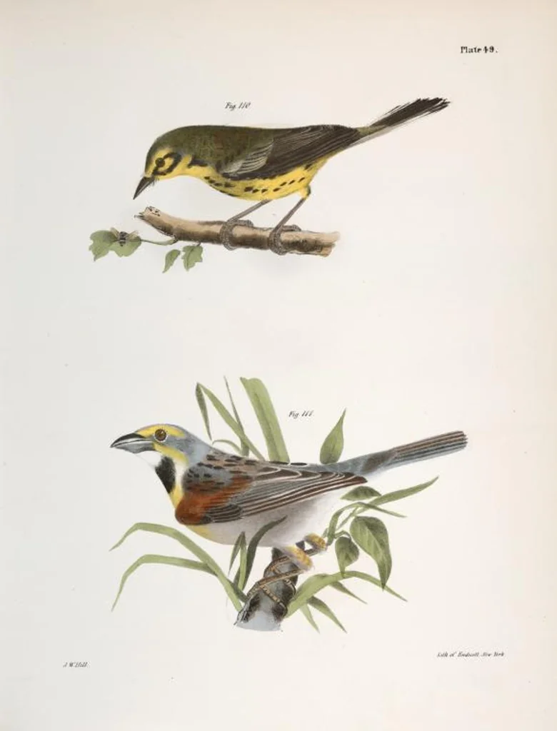 An illustration from Zoology of New York; or, The New York fauna [Series: Natural history of New York], 1842, leaf 84