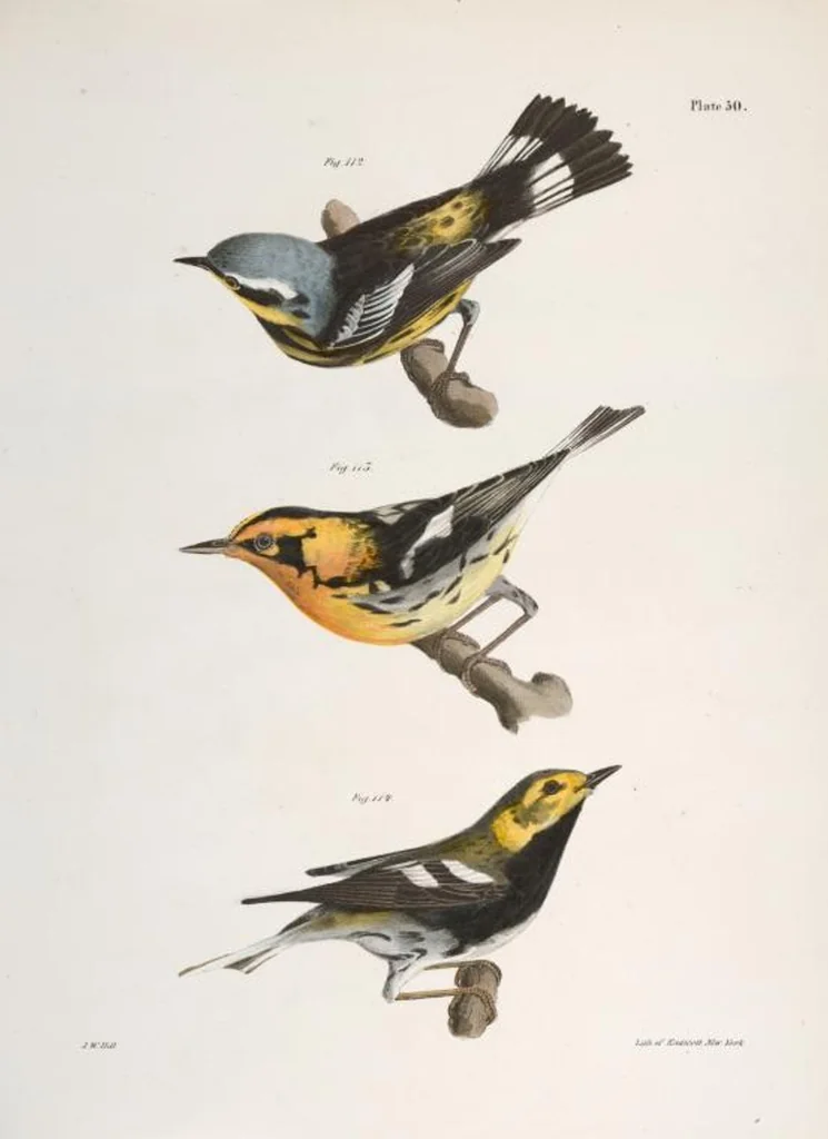 An illustration from Zoology of New York; or, The New York fauna [Series: Natural history of New York], 1842, leaf 85