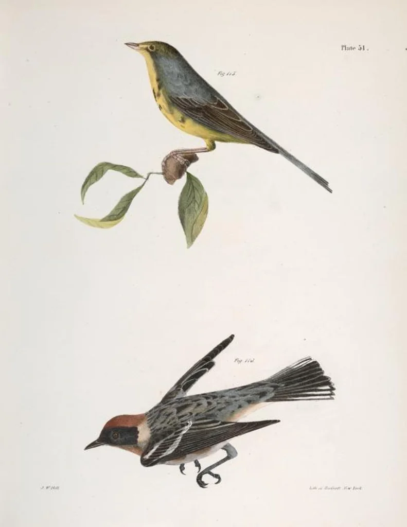 An illustration from Zoology of New York; or, The New York fauna [Series: Natural history of New York], 1842, leaf 86