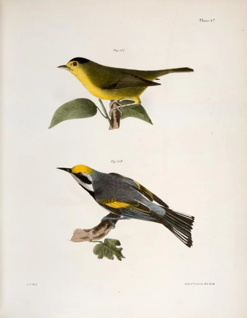 An illustration from Zoology of New York; or, The New York fauna [Series: Natural history of New York], 1842, leaf 87