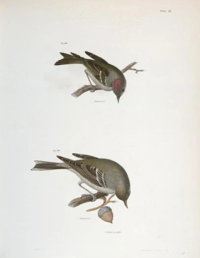 An illustration from Zoology of New York; or, The New York fauna [Series: Natural history of New York], 1842, leaf 88
