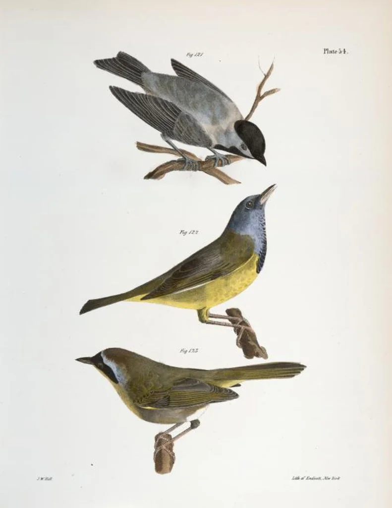 An illustration from Zoology of New York; or, The New York fauna [Series: Natural history of New York], 1842, leaf 89