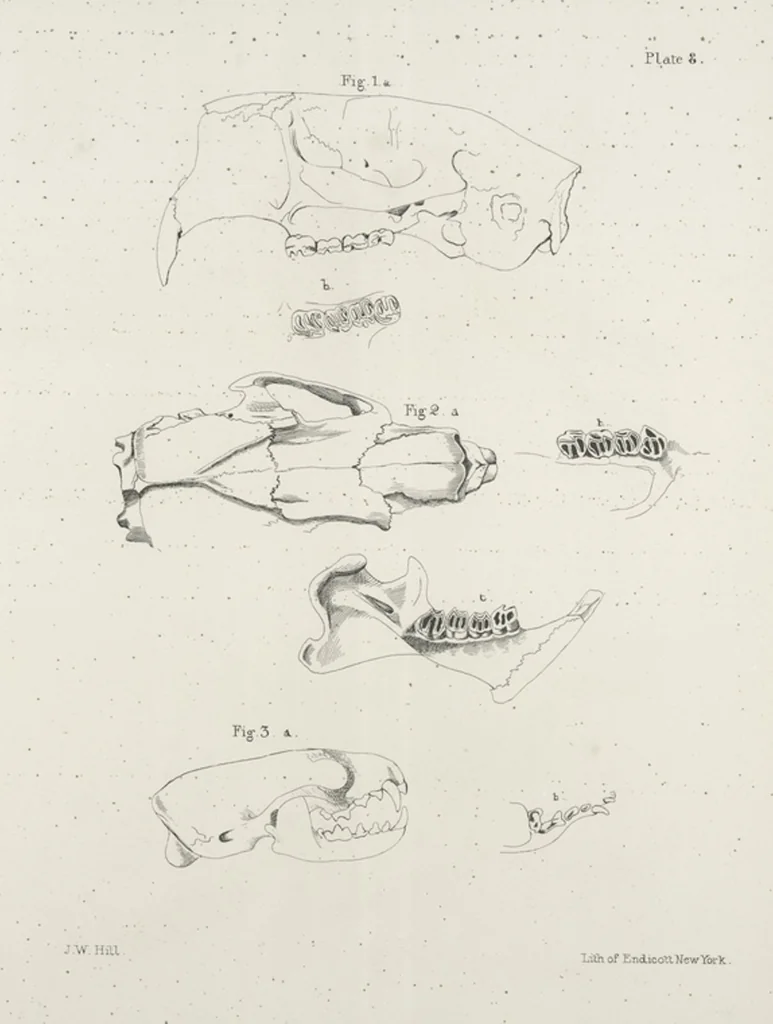 An illustration from Zoology of New York; or, The New York fauna [Series: Natural history of New York], 1842, leaf 9