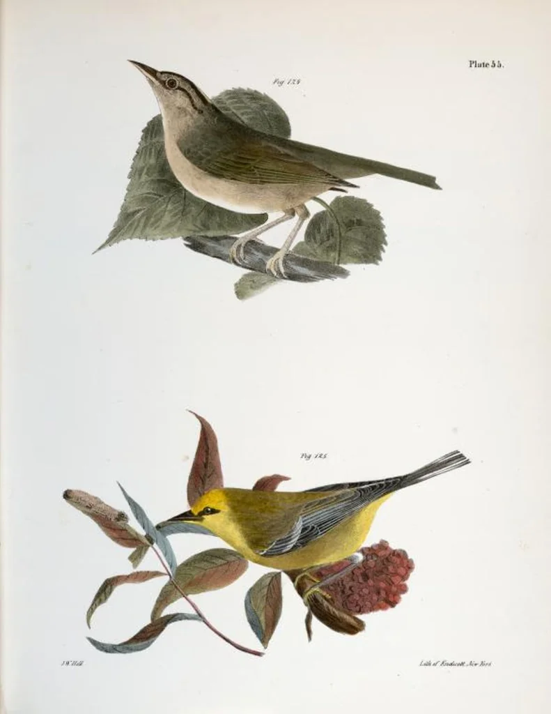 An illustration from Zoology of New York; or, The New York fauna [Series: Natural history of New York], 1842, leaf 90