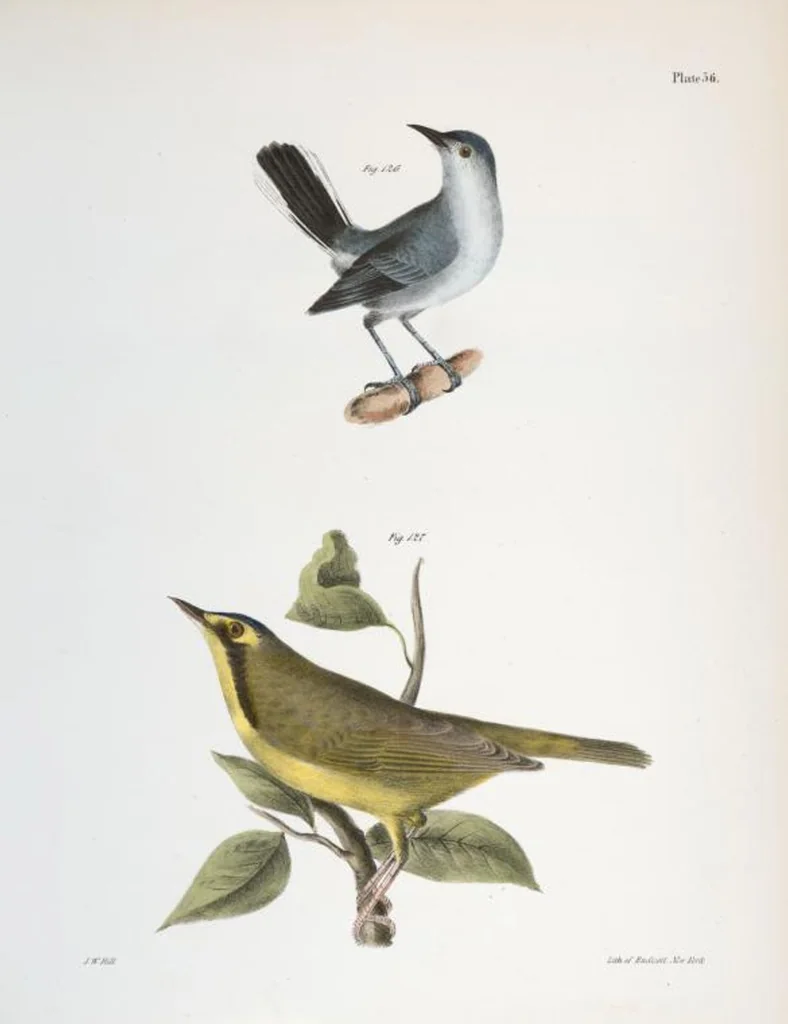 An illustration from Zoology of New York; or, The New York fauna [Series: Natural history of New York], 1842, leaf 91