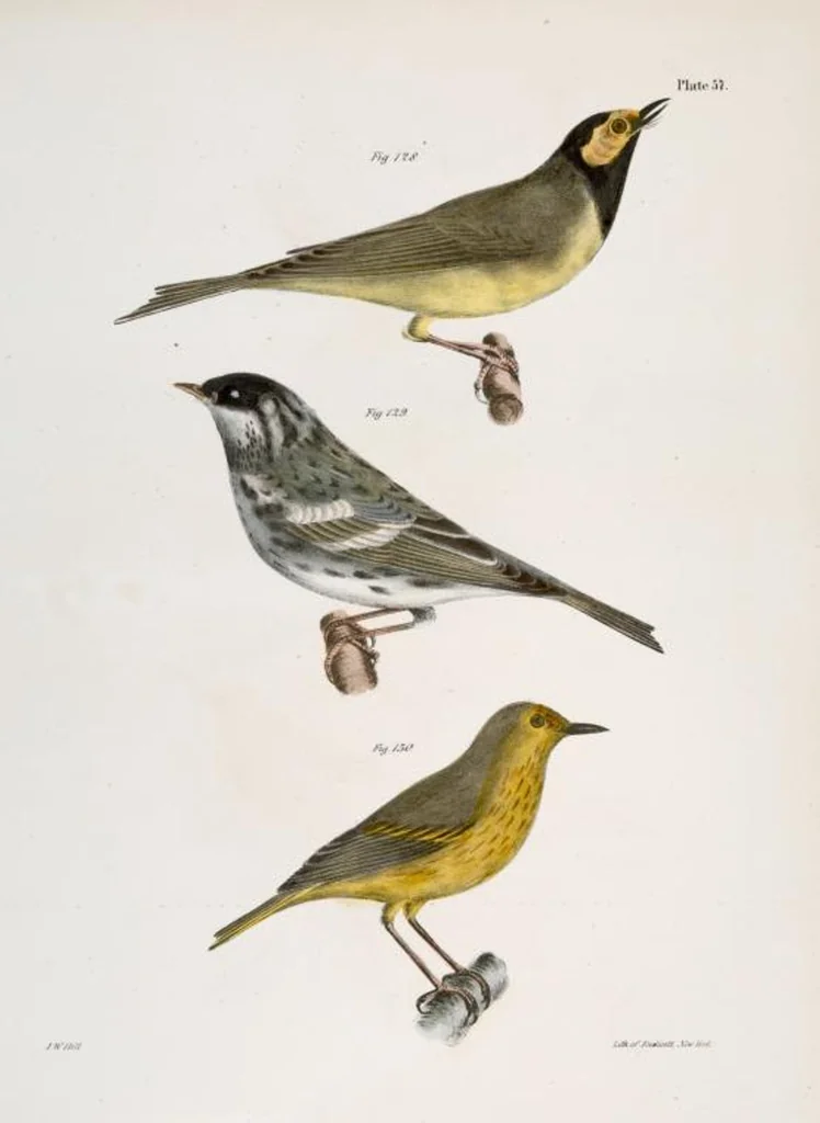 An illustration from Zoology of New York; or, The New York fauna [Series: Natural history of New York], 1842, leaf 92