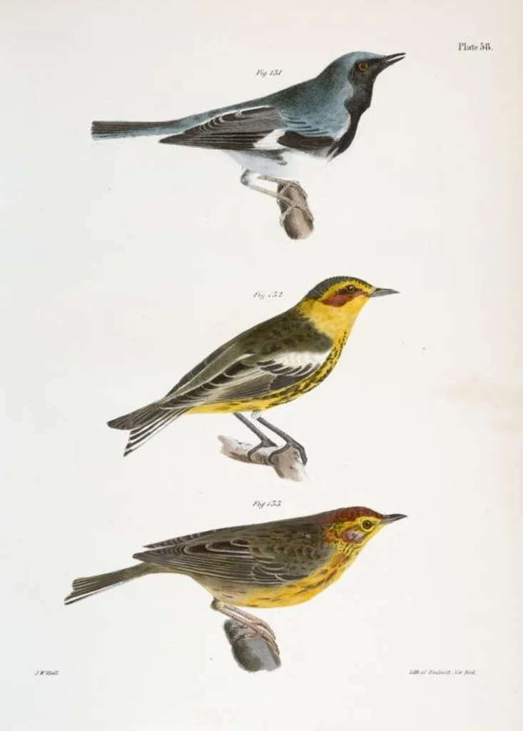 An illustration from Zoology of New York; or, The New York fauna [Series: Natural history of New York], 1842, leaf 93