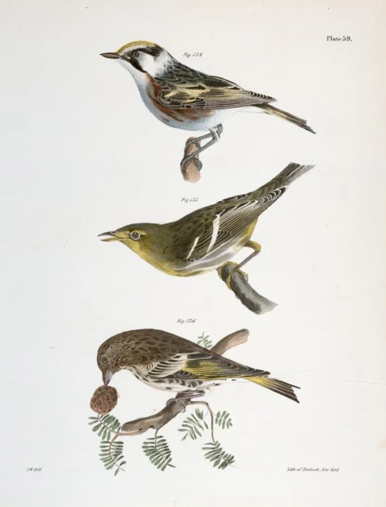 An illustration from Zoology of New York; or, The New York fauna [Series: Natural history of New York], 1842, leaf 94