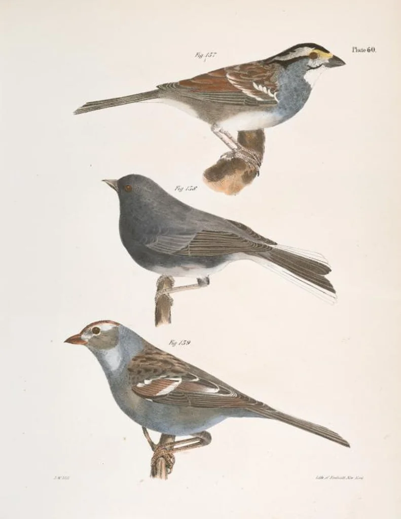 An illustration from Zoology of New York; or, The New York fauna [Series: Natural history of New York], 1842, leaf 95