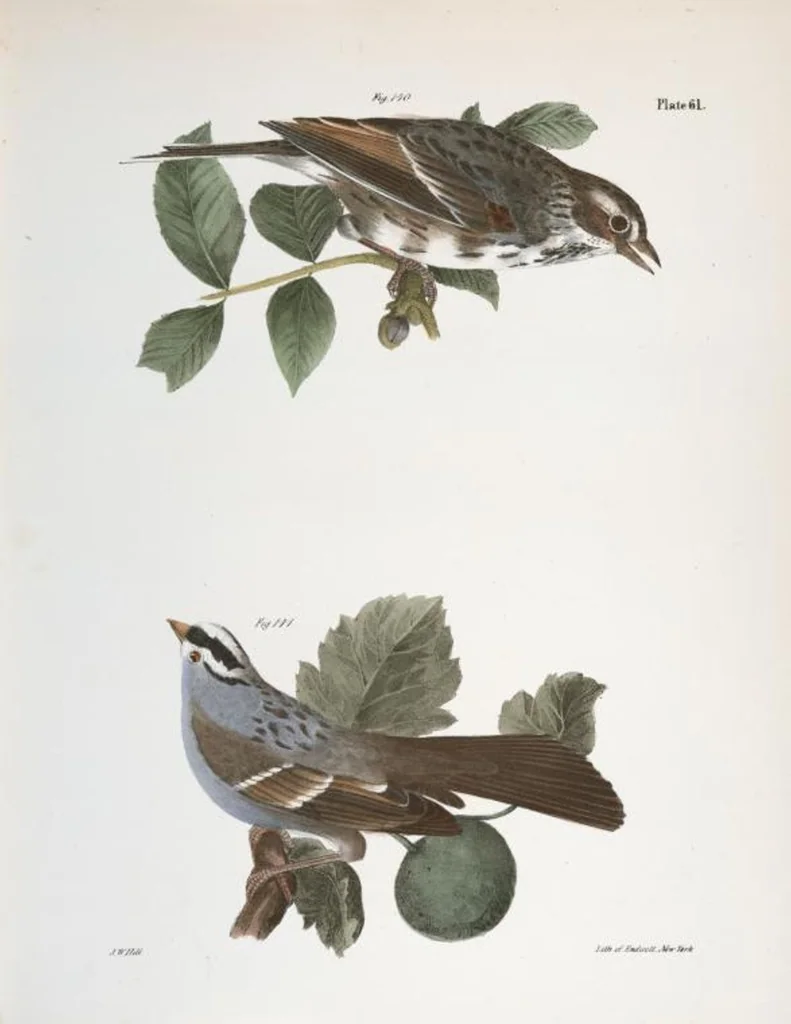 An illustration from Zoology of New York; or, The New York fauna [Series: Natural history of New York], 1842, leaf 96