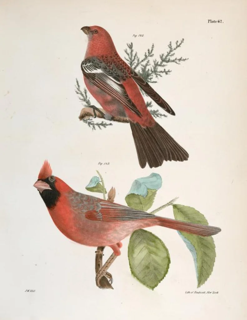 An illustration from Zoology of New York; or, The New York fauna [Series: Natural history of New York], 1842, leaf 97