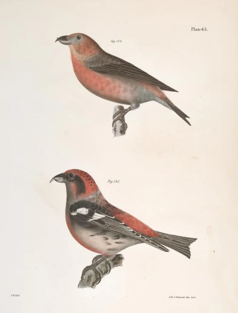 An illustration from Zoology of New York; or, The New York fauna [Series: Natural history of New York], 1842, leaf 98