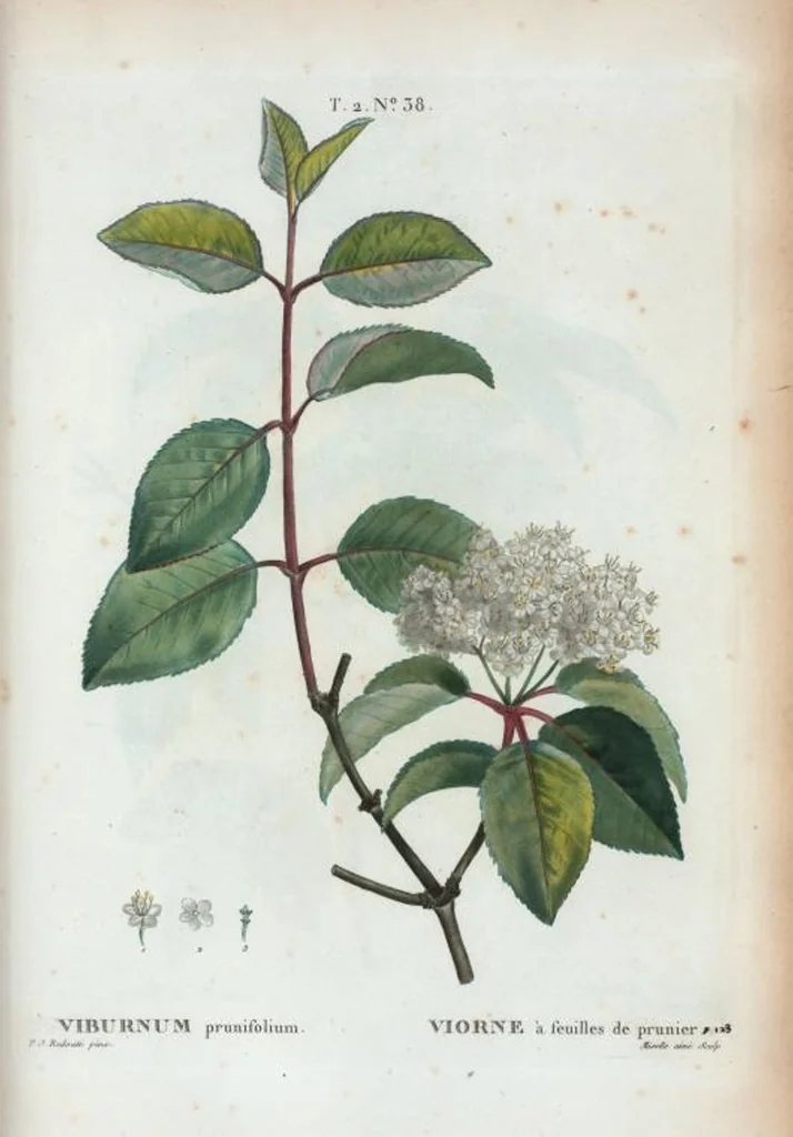 An illustration from Nouveau Duhamel, 1801, leaf 100