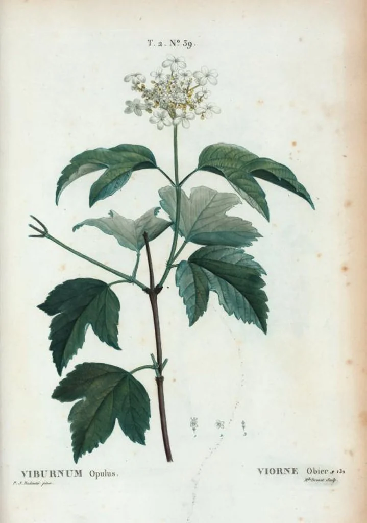 An illustration from Nouveau Duhamel, 1801, leaf 101
