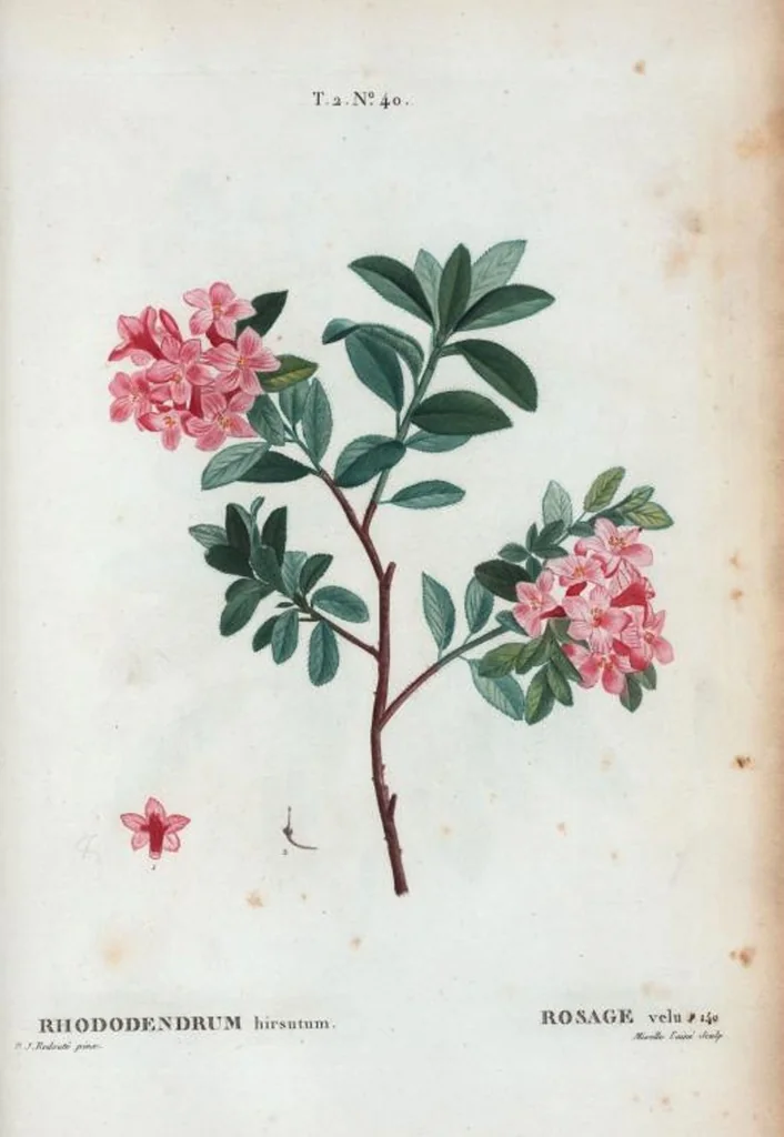An illustration from Nouveau Duhamel, 1801, leaf 102