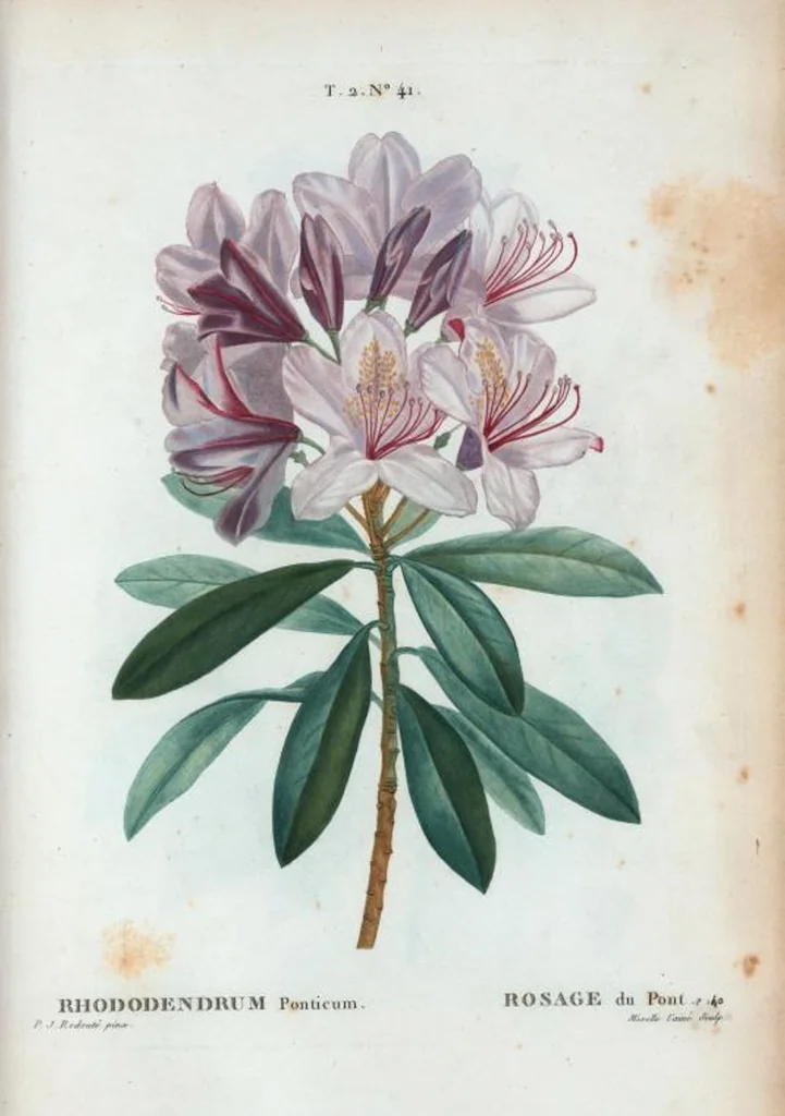 An illustration from Nouveau Duhamel, 1801, leaf 103