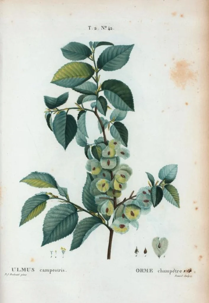 An illustration from Nouveau Duhamel, 1801, leaf 104