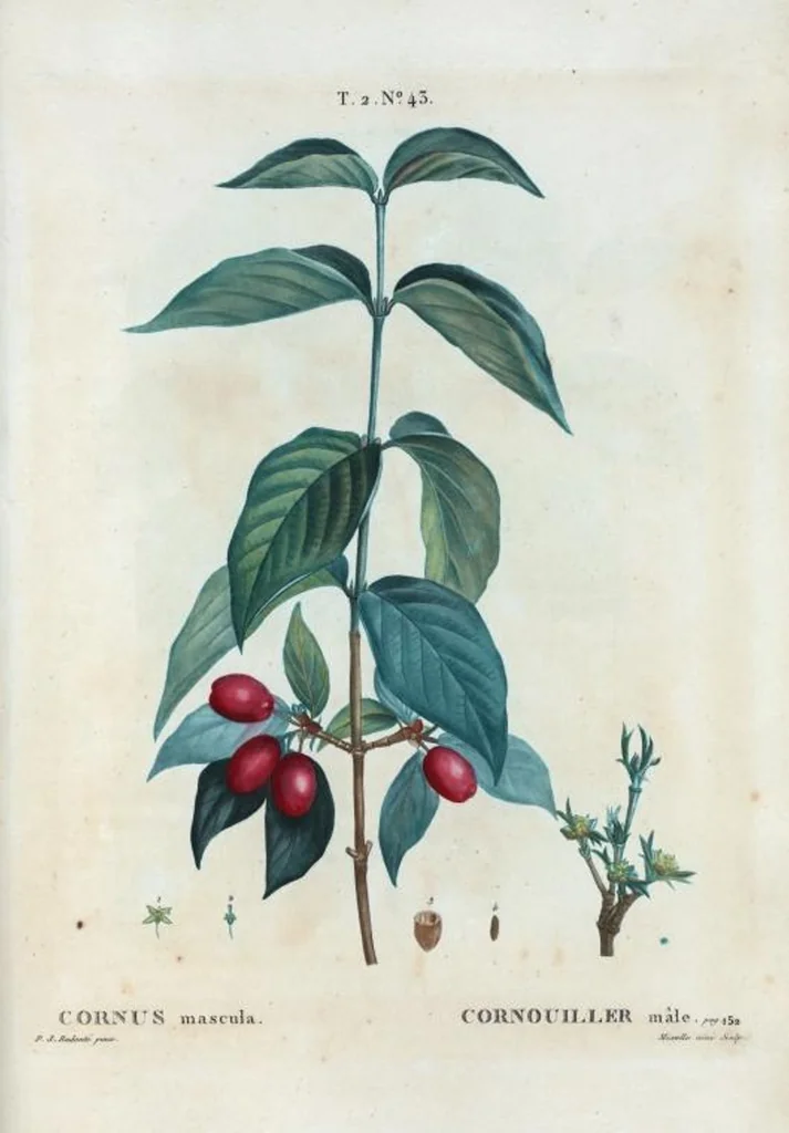 An illustration from Nouveau Duhamel, 1801, leaf 105