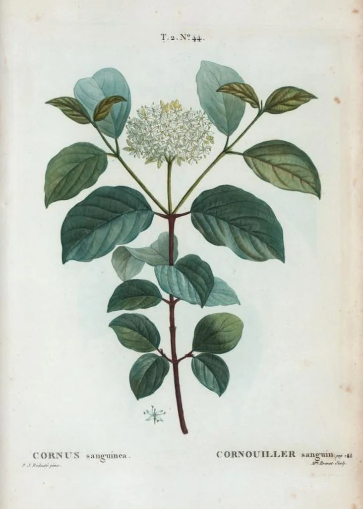 An illustration from Nouveau Duhamel, 1801, leaf 106