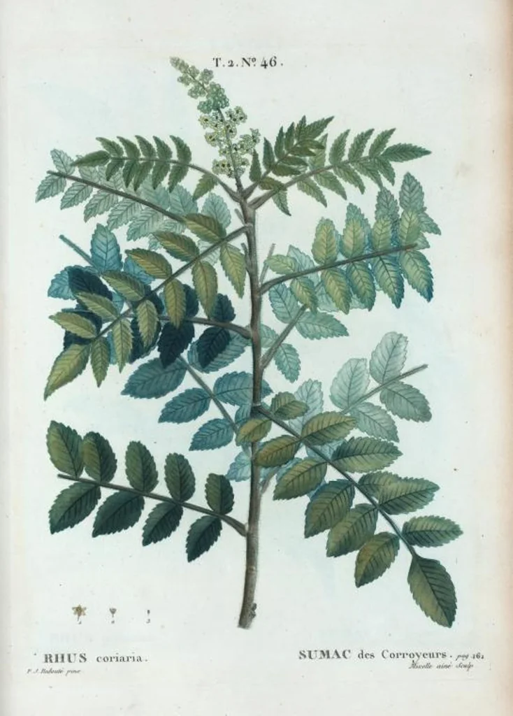 An illustration from Nouveau Duhamel, 1801, leaf 108