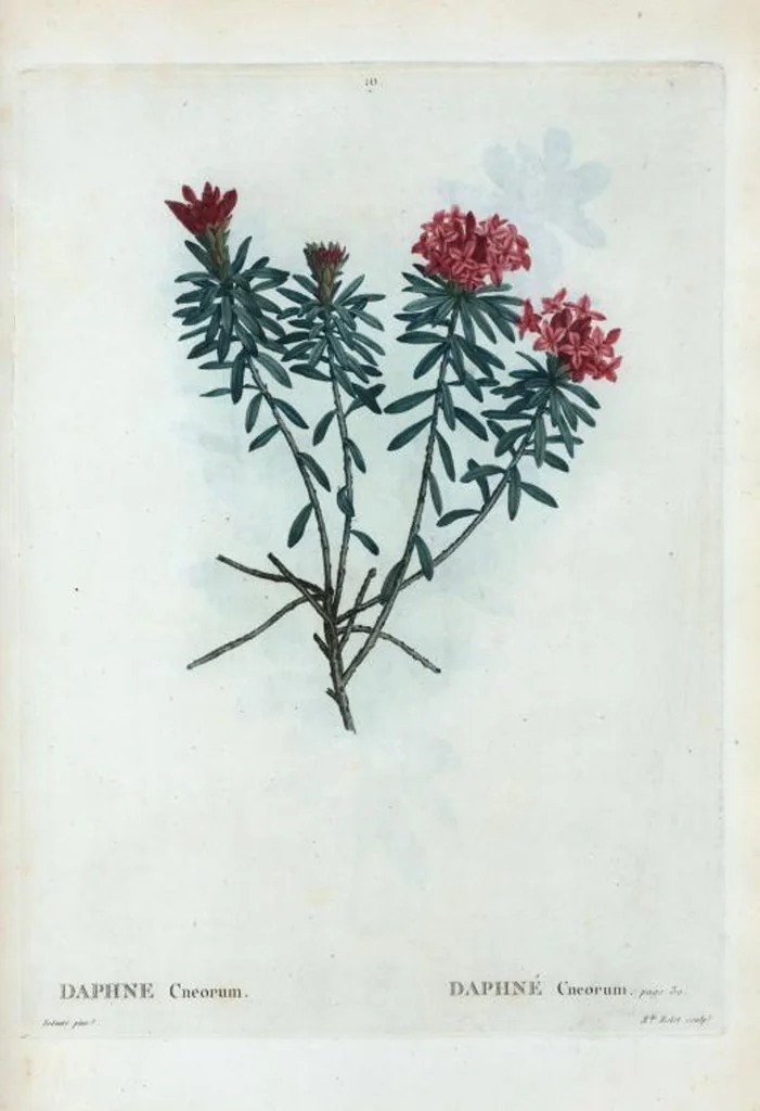 An illustration from Nouveau Duhamel, 1801, leaf 11
