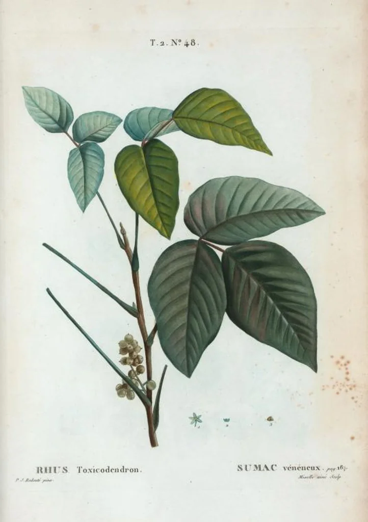An illustration from Nouveau Duhamel, 1801, leaf 110
