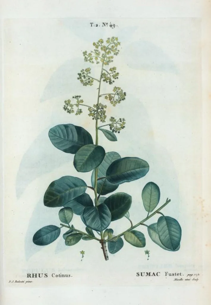 An illustration from Nouveau Duhamel, 1801, leaf 111