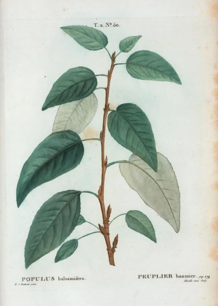 An illustration from Nouveau Duhamel, 1801, leaf 112