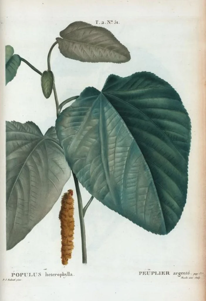 An illustration from Nouveau Duhamel, 1801, leaf 113