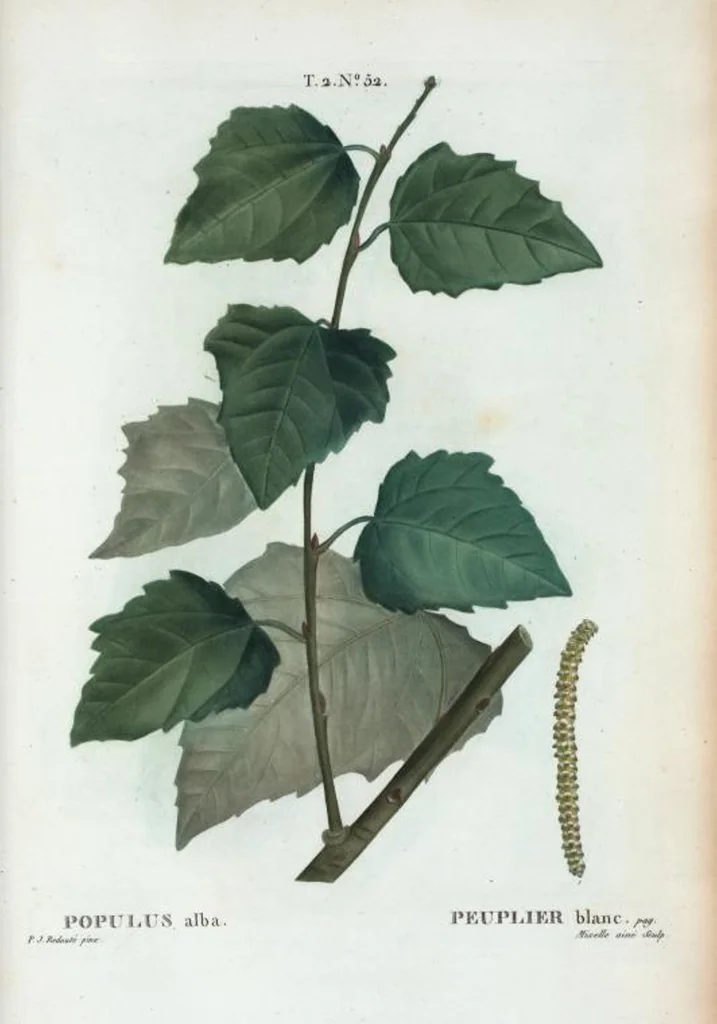 An illustration from Nouveau Duhamel, 1801, leaf 114