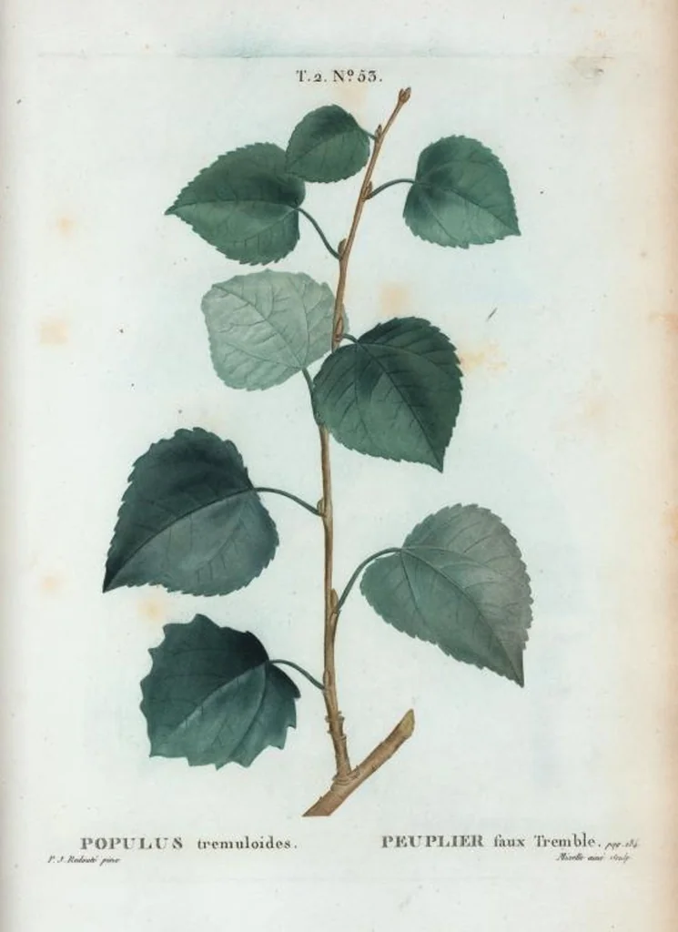 An illustration from Nouveau Duhamel, 1801, leaf 115