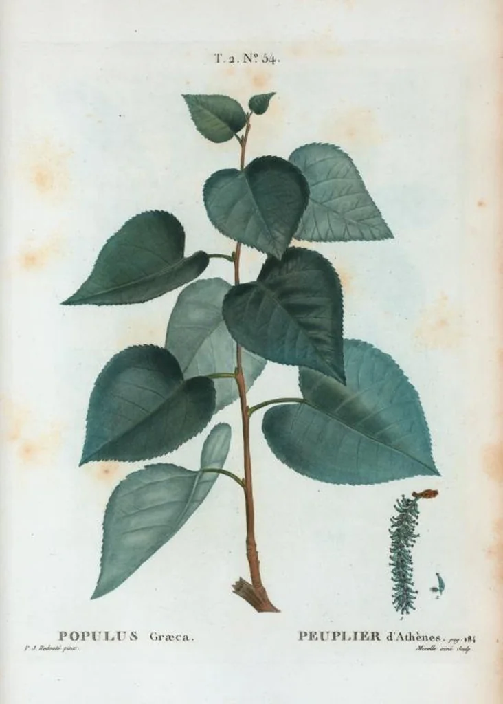 An illustration from Nouveau Duhamel, 1801, leaf 116